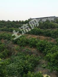 玉溪新平彝族傣族自治县 780亩 果园 经营权转让