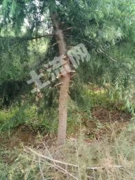 遵义40亩优质园林公司资源经营权转让