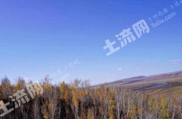 黑龙江落叶松20年树龄100亩林地