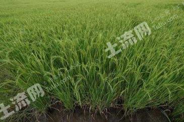 齐齐哈尔梅里斯达斡尔族区 800亩 水田 经营权出租