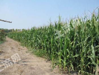 铁岭铁岭县 12亩 旱地 经营权转让