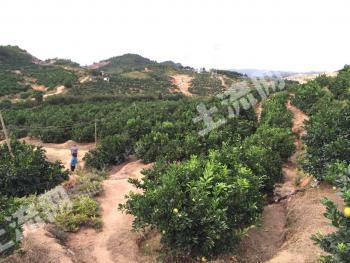 赣州宁都 100亩 赣南脐橙 果园经营权转让