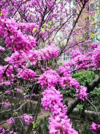 西安長(zhǎng)安區(qū) 200平方米 農(nóng)村宅基地 使用權(quán)出租