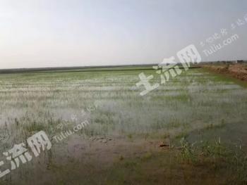 东营垦利区 500亩 水浇地 经营权出租