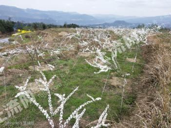 达州宣汉县 120亩 旱地 经营权转让