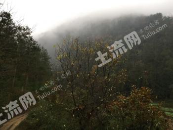 绵阳江油市 11260亩 有林地 经营权转让