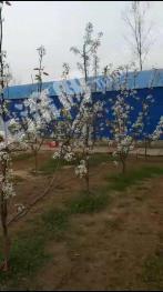 周口太康县 75亩 水浇地 经营权转让