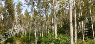 哈尔滨方正县 200亩 有林地 经营权转让