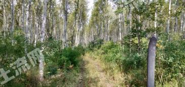 哈尔滨方正县 200亩 有林地 经营权转让