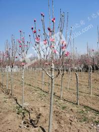 泰安岱岳区 80亩 水浇地 经营权转让