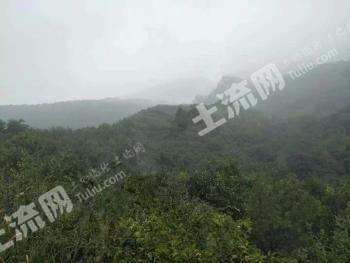 宝鸡千阳县 3000亩 乔木林地 经营权转让