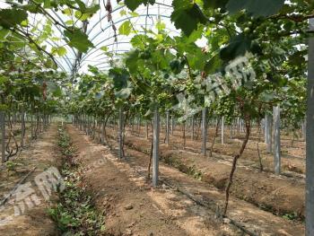 商丘永城市 50亩 果园 经营权转让