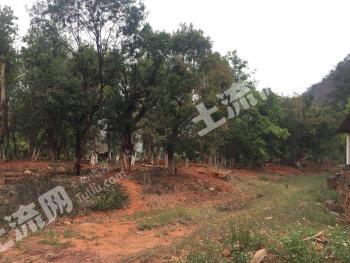 玉溪新平彝族傣族自治县 200亩 有林地 经营权转让