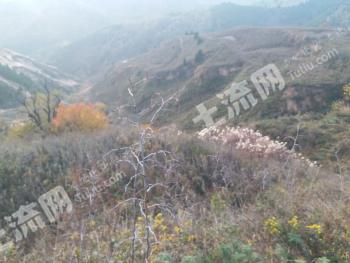 宝鸡陈仓区 400亩 其它林地 经营权转包