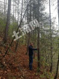 宝鸡凤翔县 20000亩 有林地 经营权转让