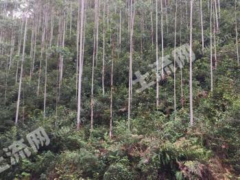 临沧镇康县1603.5亩林地-有林地经营权转让