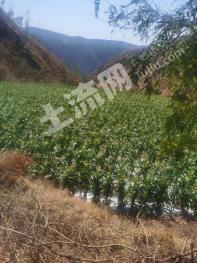 楚雄元谋县22亩其它耕地经营权转让
