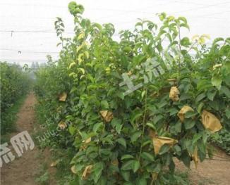 葫芦岛绥中县 17333亩 旱地 经营权转包