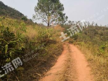 普洱市江城哈尼族彝族自治县 650亩 其它耕地 经营权出租