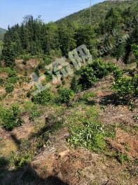 赣州龙南县35亩果园经营权出租