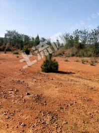 赣州龙南县1000亩有林地经营权转让