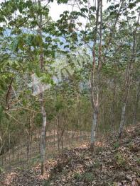 云南红河 120亩 有林地 经营权出租