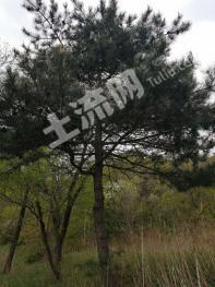 洛阳嵩县 500亩 有林地 经营权转包