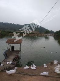 漳州  龙海市 31亩 农场 经营权转让