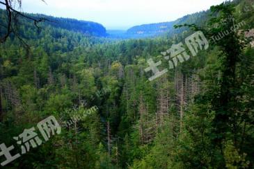 甘肃天水 5000亩 有林地 经营权转让