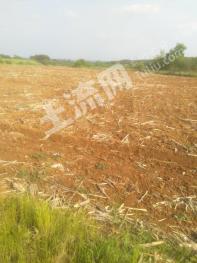 随州随县 1100亩 旱地 经营权出租