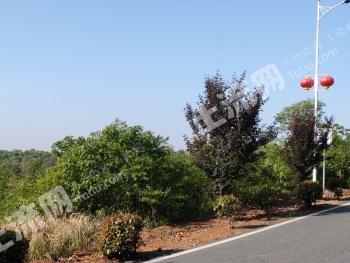 芜湖无为县 340亩 有林地 经营权转让