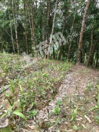 普洱市江城哈尼族彝族自治县 3700亩 有林地 经营权转让