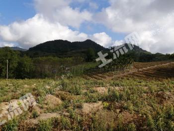 海南琼中黎族苗族自治县 80亩 其它林地 经营权转让