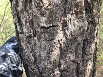 锦州北镇市 500亩 荒山 使用权出租