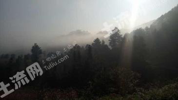 黔东南麻江县 230亩 灌木林地 经营权转让
