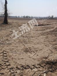 阜新彰武县 80亩 水浇地 经营权出租