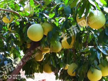 郴州桂阳县 200亩 果园 经营权出租