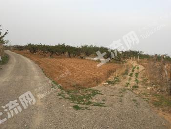 秦皇岛北戴河区 3亩 果园 经营权出租