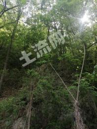 洛阳嵩县 13000亩 有林地 经营权转包
