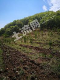 抚顺东洲区 300亩 有林地 经营权出租