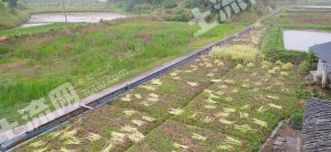 巴中恩阳区80亩水浇地经营权出租