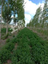 塔城塔城市 60亩 其它林地 经营权出租