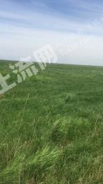 白城镇赉县40000亩天然牧草地经营权转让