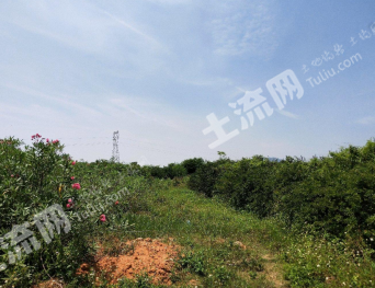 厦门集美区 4亩 其它耕地 经营权出租