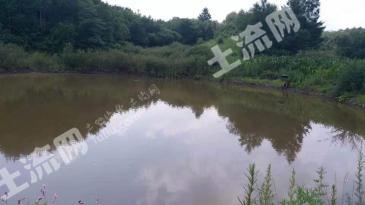 吉林昌邑区 225亩 有林地 经营权转包