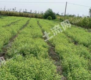 漳州南靖县 200亩 绿化苗地 经营权转让