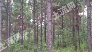 广元昭化区 520亩 有林地 经营权转让