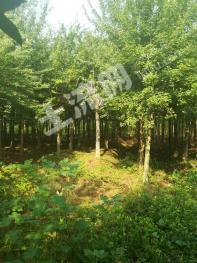 荆门京山市 240亩 有林地 经营权转让