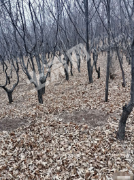 辽宁丹东元宝区 9亩 林地 经营权转让