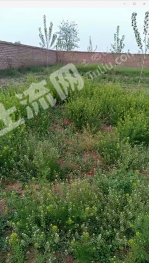 邯郸临漳县 30亩 其它耕地 经营权转让